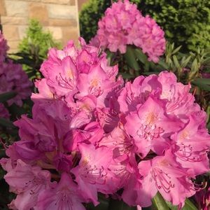 Meet your Posher, Rosa